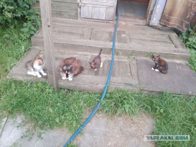 Жизнь домашнего приюта для котеек 552