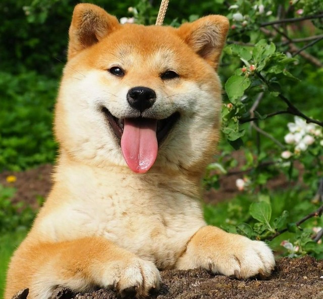 В России расширят список опасных пород собак