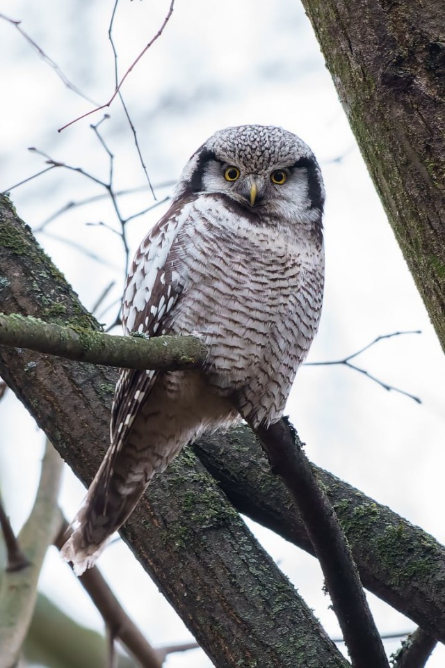 Совушка - красавица