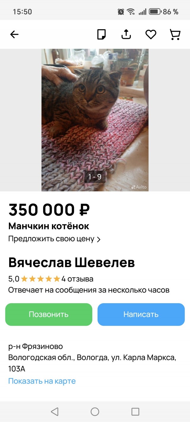 Нужен совет новому кошатнику!