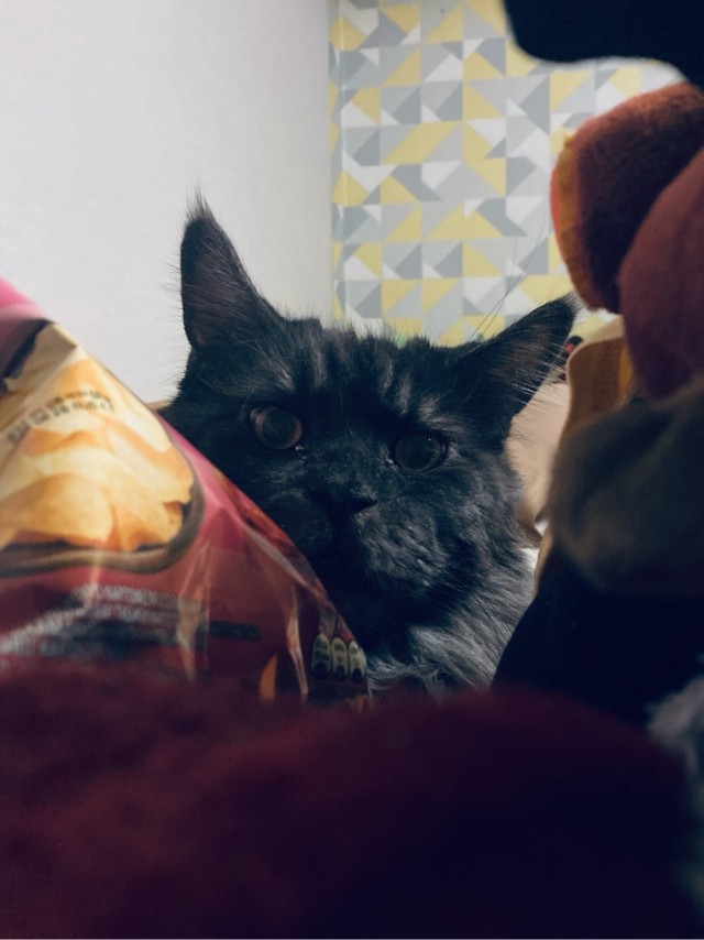 Котофторник жеж