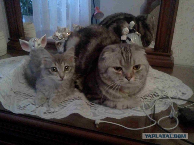 Котовторник 23.07.2013