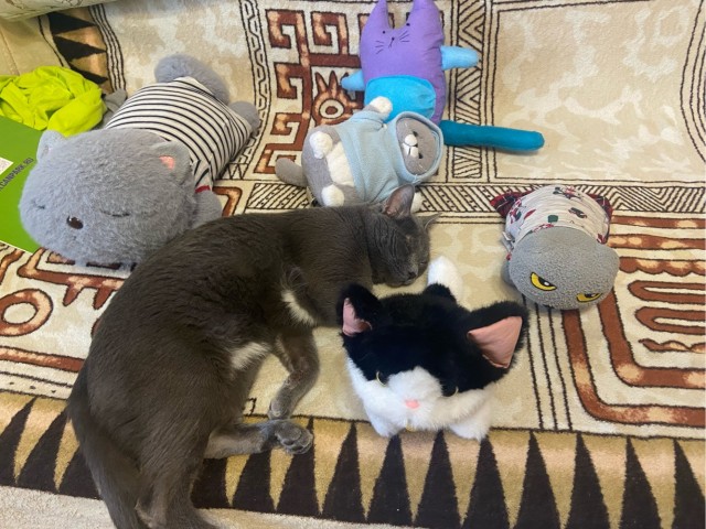 С котовторником!