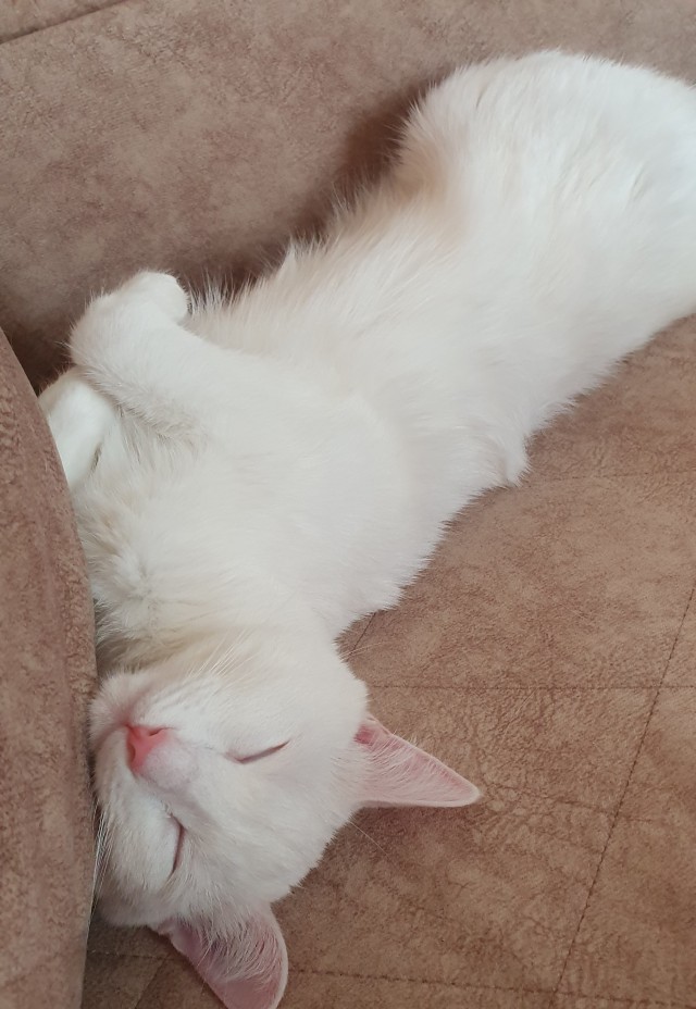 Котовторник