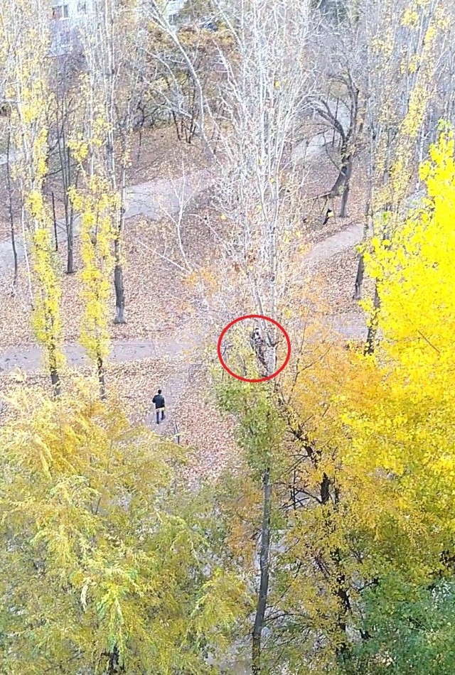 Барсик, пойдёшь гулять?