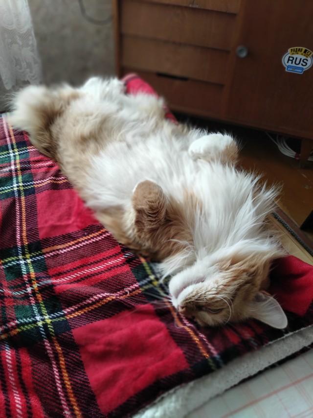 Очередной котовторник