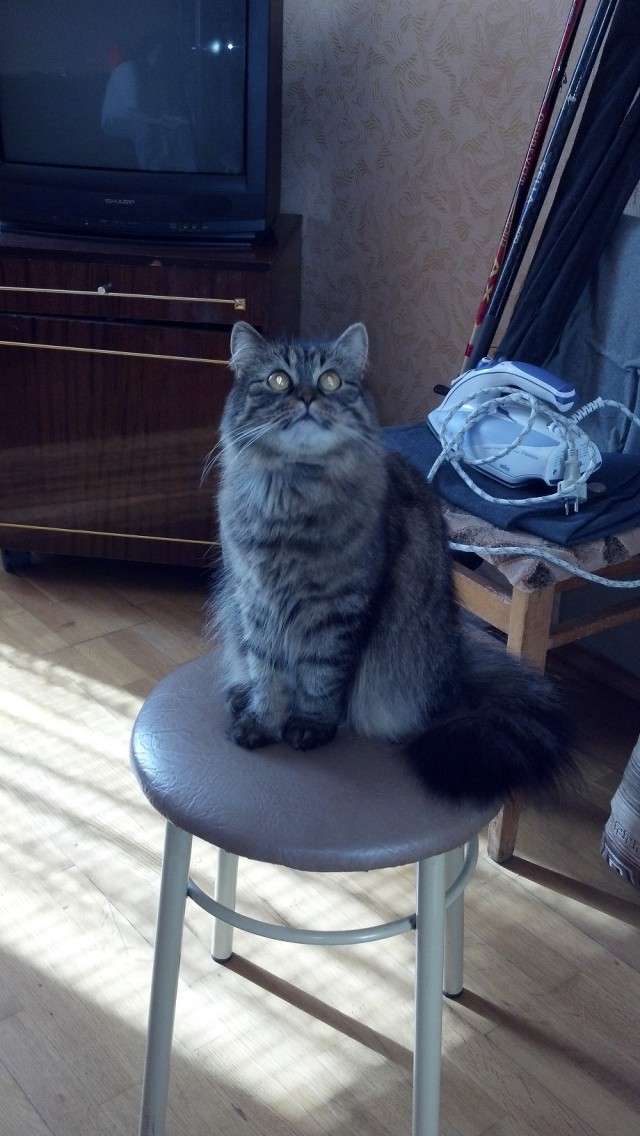 Котовторник на 24.09.2013г