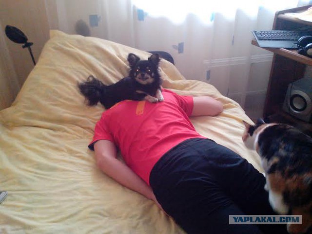 Чихуахуа и макароны
