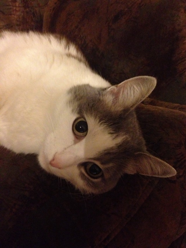 Котовторник 05.03.13