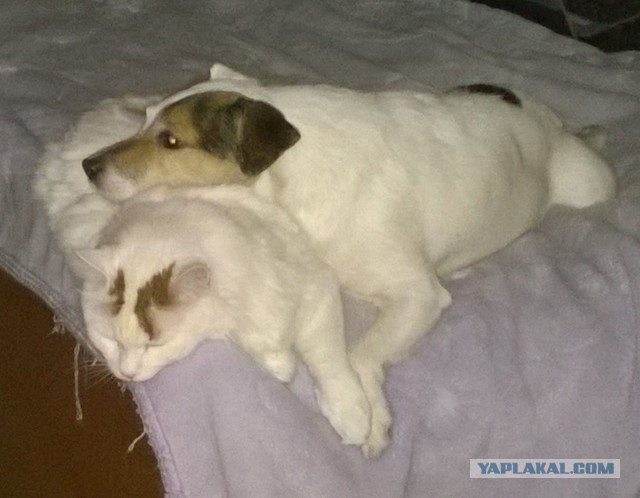 Котовторник 01.04.2014