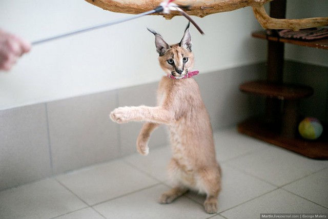 Питомник диких африканских кошек.