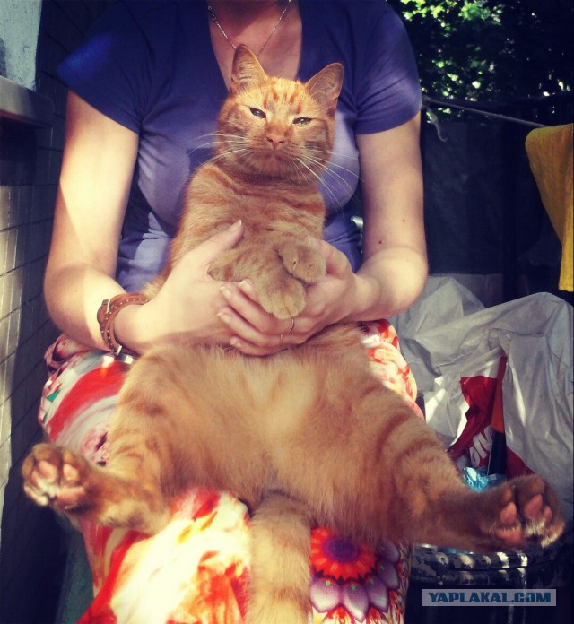 Котовторник 22.07.14