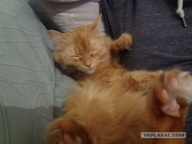Котовторник 26.08.14.