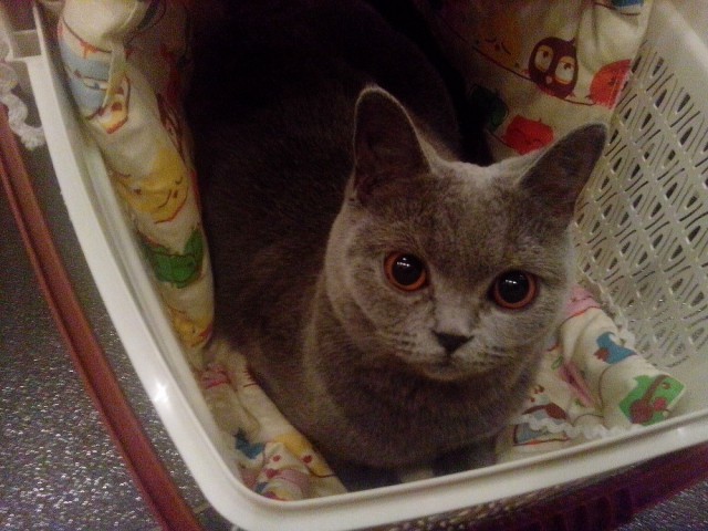 Котовторник 26.08.14.