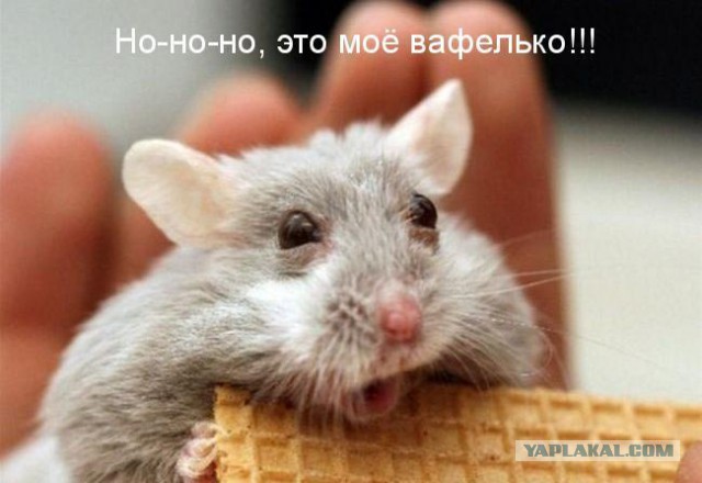 Моя любимая печенька :)