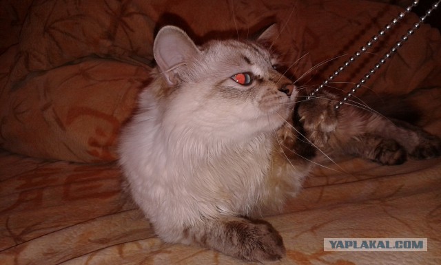 Котовторник 23.12.2014