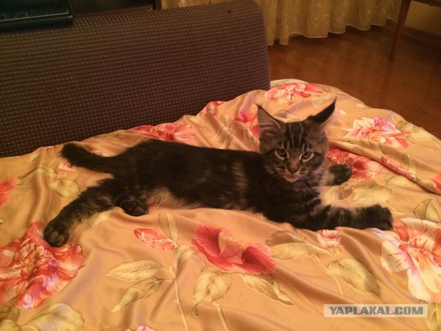 Котовторник 20.01.2015