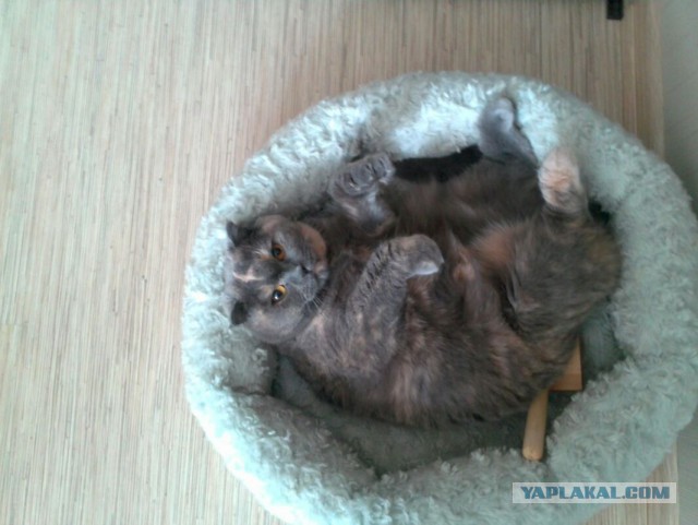 Котовторник