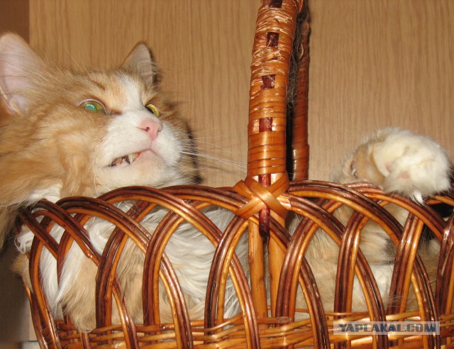 Котовторник 31.03.2015