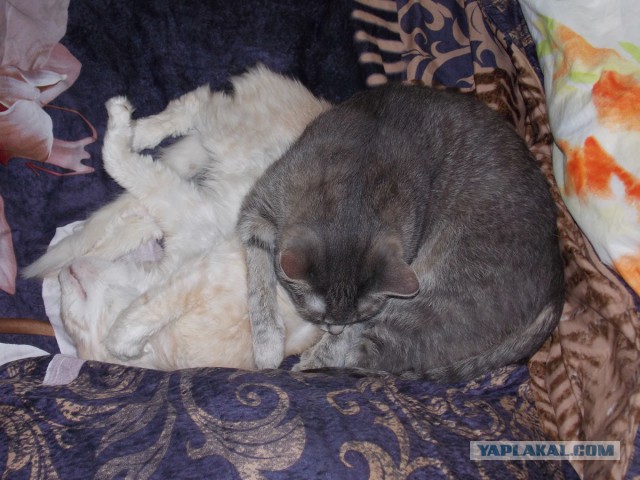 Про Тучку, которая стала Дымкой