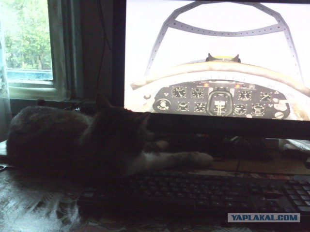 Котовторник