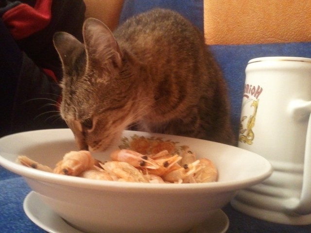 День кошек в России