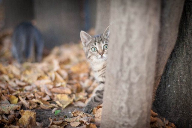 Котовторник 13.10.2015