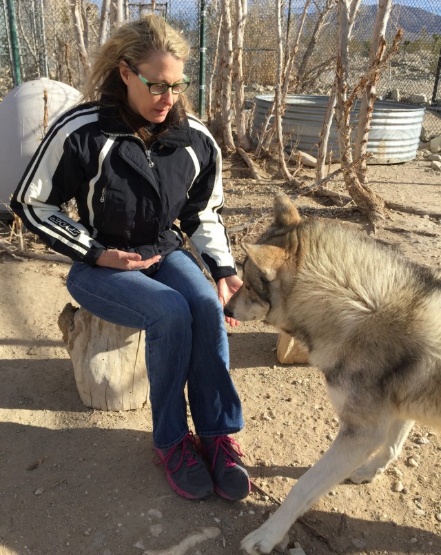 Трое волчат были выброшены на улицу в мороз