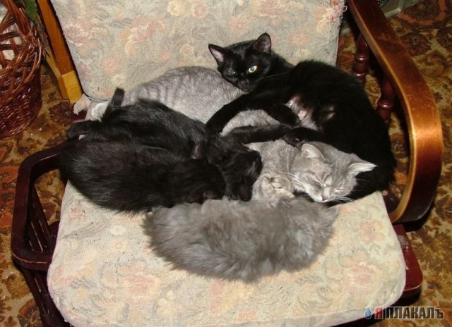 Коты, кошки, котята