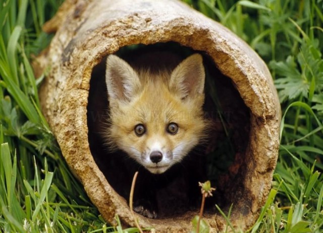 Скотинки - Животинки