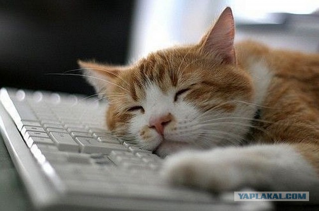 Донецка Народная Республика это: