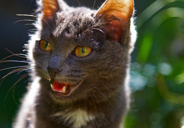 Коты, кошки, котята