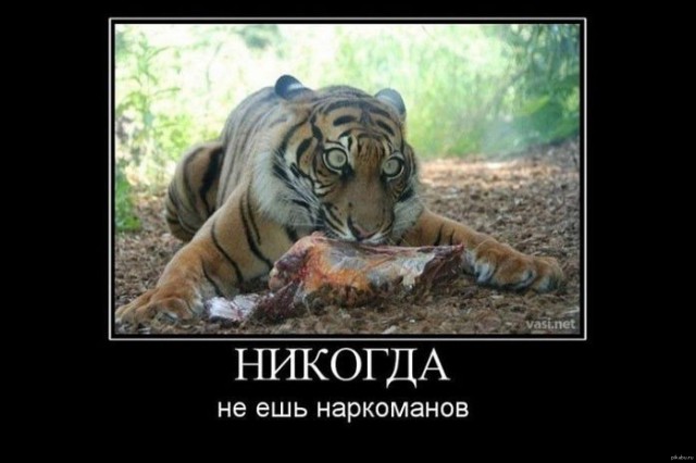 Тигр Лотос напал на школьницу в барнаульском зоопарке