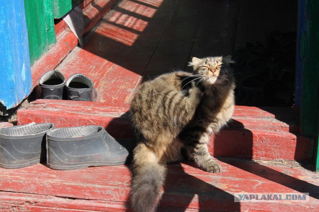 Утро котовторника