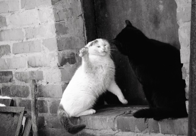 Котовторник 08.11.2016