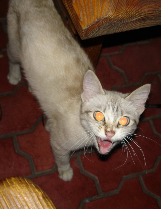 Коты из сети
