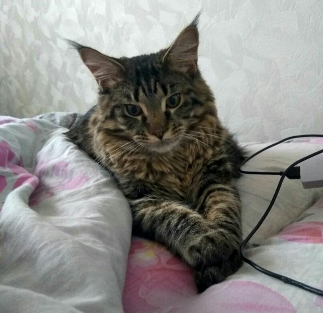 Котовторник 10.01.2017
