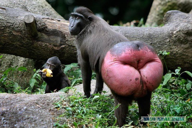 Слона на скаку остановит...