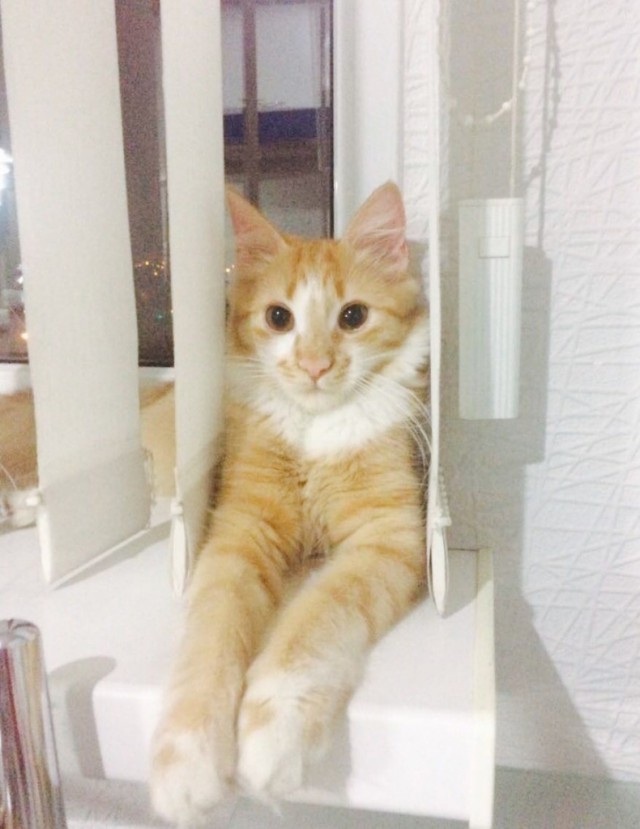 Коты и Кошки