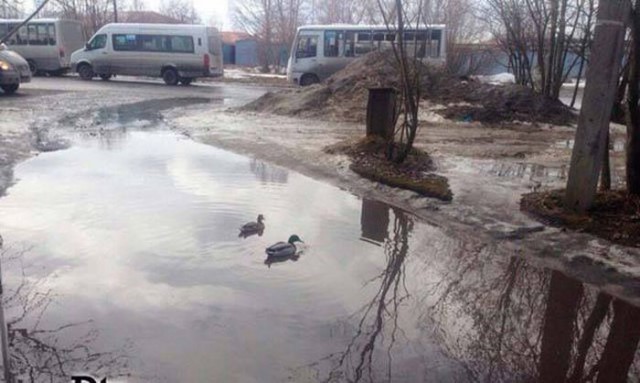 Самые смешные животные