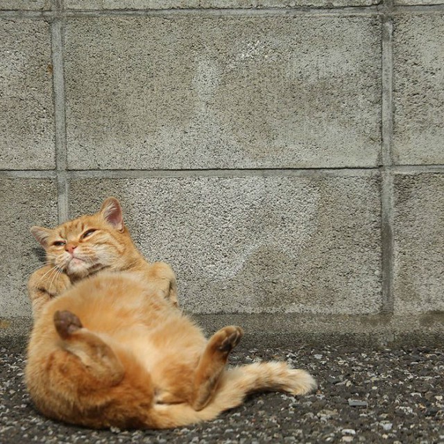 Коты и Кошки