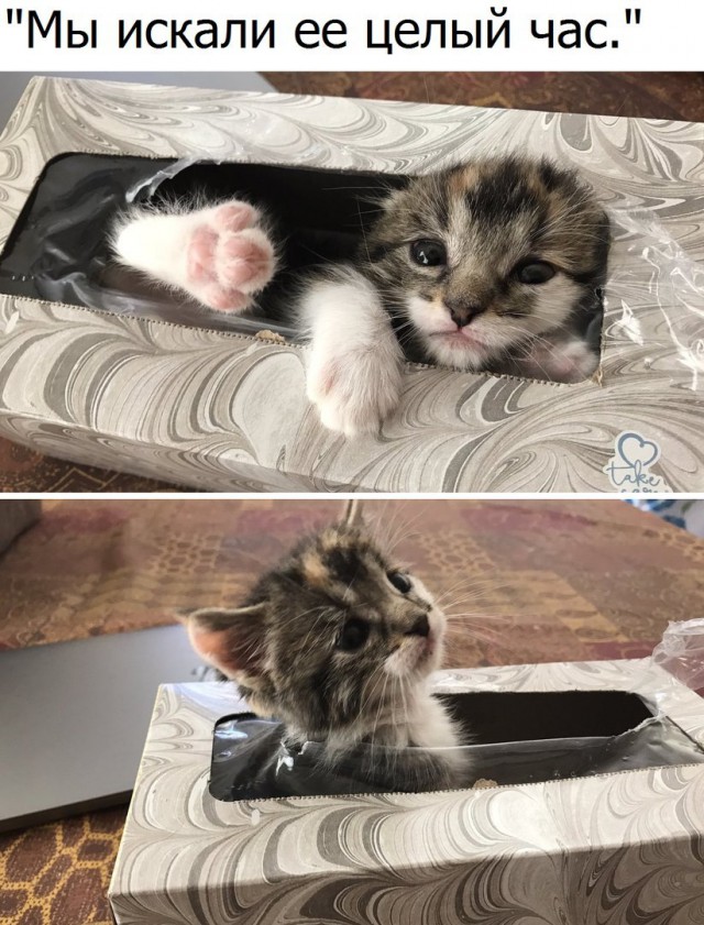 Коты и Кошки