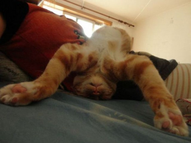 Коты и Кошки