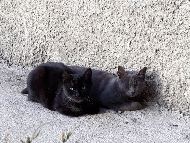 Котовторник 24.10.2017