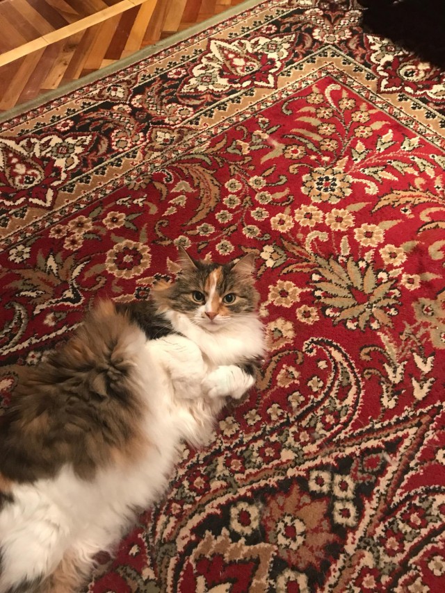 Прикольных котов пост