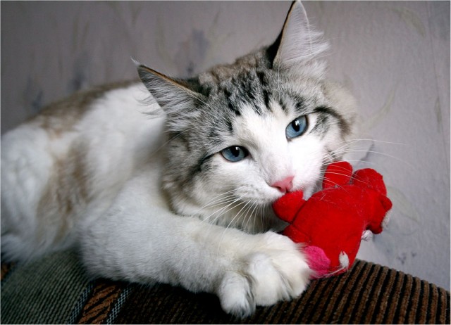 Прикольные коты на среду! ОЧЕНЬ МНОГО! Часть 2