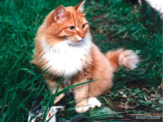 Рыжий котовторник на ЯПлакал!, Смотрим  и добавляем!