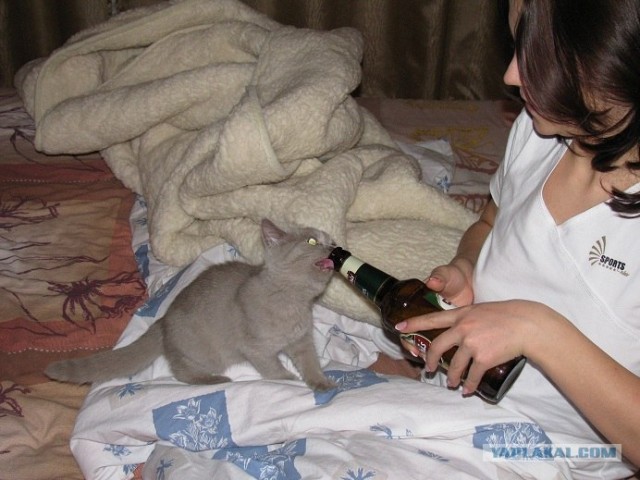 Котовторник!