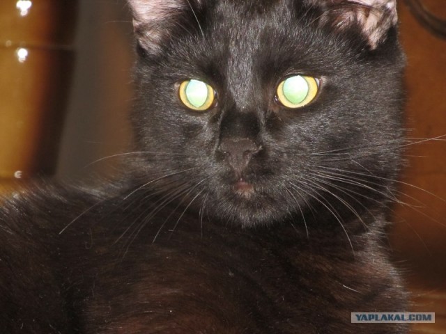 Сегодня котовторник, а котиков все нет