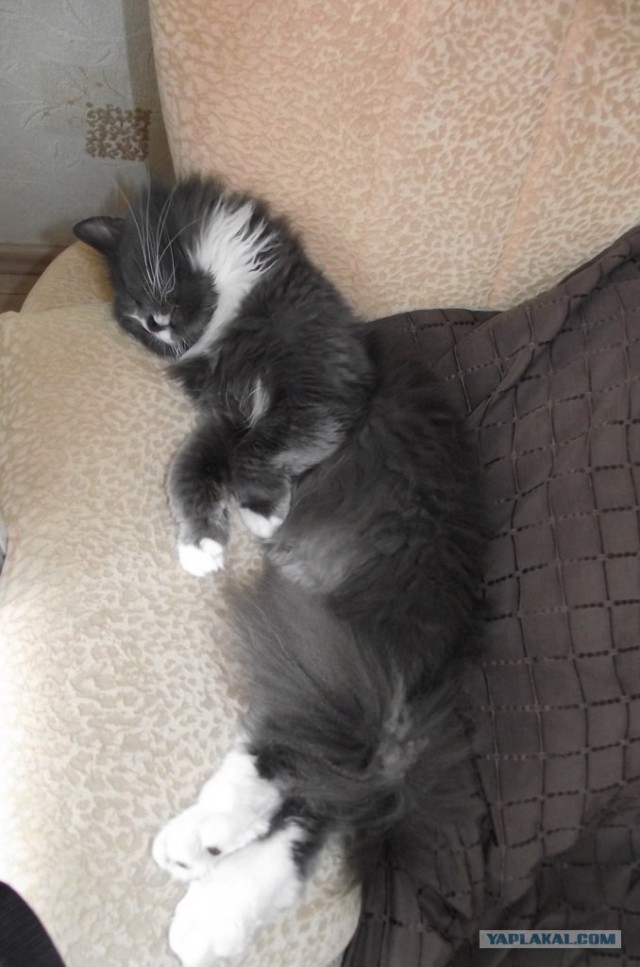 Котовторник с Кузей